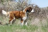 SAINT BERNARD 094